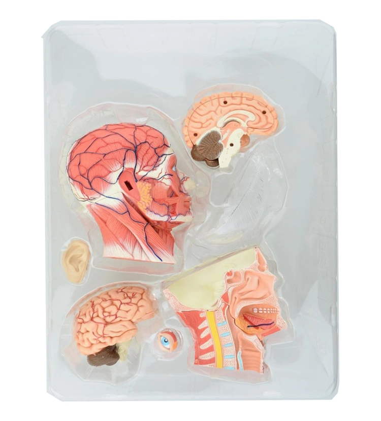 Human Head Model Anatomy Education 4D Model