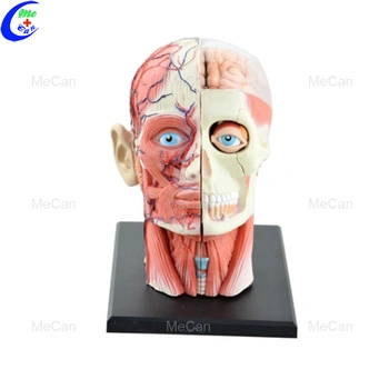 Modelo de cabeça humana Anatomia Educação Modelo 4D