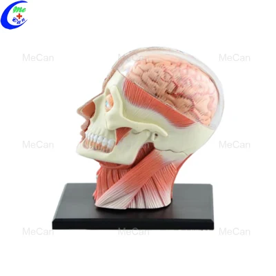 Modelo de cabeça humana Anatomia Educação Modelo 4D